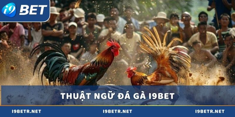Các thuật ngữ cơ bản cần nhớ khi chơi đá gà