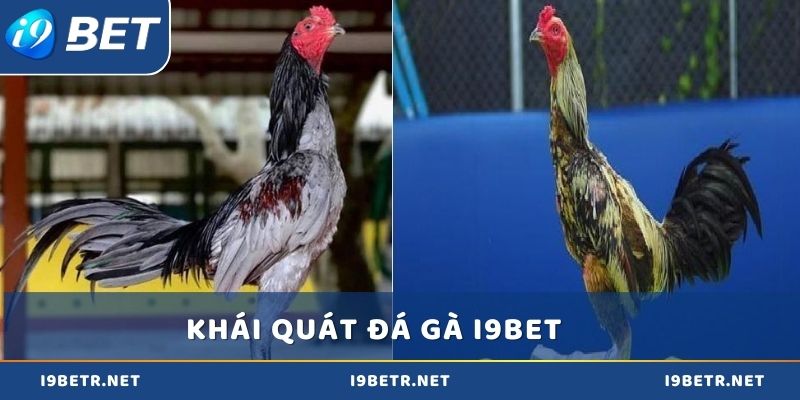 Tổng quan giới thiệu đá gà i9bet cho người mới